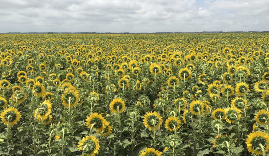 Crop Trust 2020 Annual Report