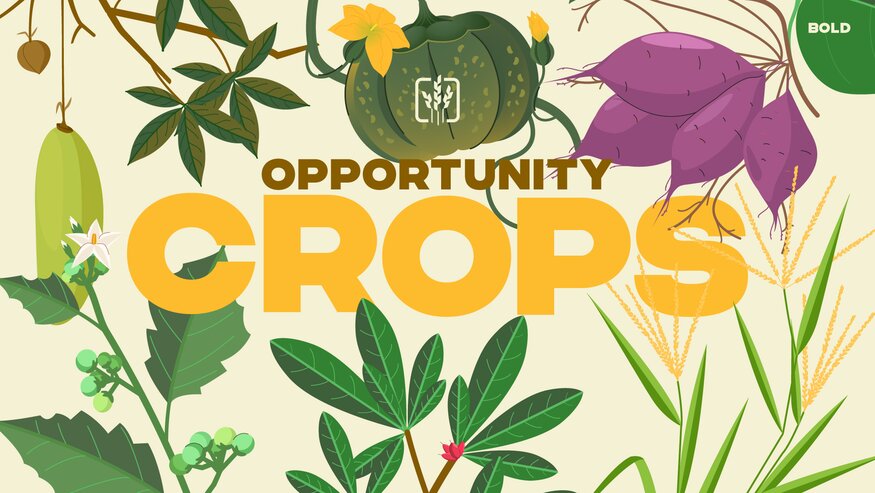 Opportunity Crops: A BOLDER Approach to Food Security