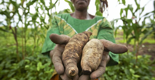 Maria Mtele holds recently harvested orange-fleshed sweet potatoes in a field in Mwasonge, Tanzania. Maria is a mother of 5 and farmer in Tanzania who relies on farming for food and income. Through a local agricultural program, Maria learned about a new crop of orange-fleshed sweet potatoes, specifically bred to thrive in sub-Saharan Africa. They taught her about soil irrigation, crop multiplication, and how to get her crops to market. She is now a leader in her farming group and teaches others what she?s learned. Maria increased her families? income and she is using this new income to build a new, sturdy home.