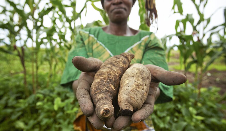 Maria Mtele holds recently harvested orange-fleshed sweet potatoes in a field in Mwasonge, Tanzania. Maria is a mother of 5 and farmer in Tanzania who relies on farming for food and income. Through a local agricultural program, Maria learned about a new crop of orange-fleshed sweet potatoes, specifically bred to thrive in sub-Saharan Africa. They taught her about soil irrigation, crop multiplication, and how to get her crops to market. She is now a leader in her farming group and teaches others what she?s learned. Maria increased her families? income and she is using this new income to build a new, sturdy home.