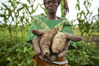 Maria Mtele holds recently harvested orange-fleshed sweet potatoes in a field in Mwasonge, Tanzania. Maria is a mother of 5 and farmer in Tanzania who relies on farming for food and income. Through a local agricultural program, Maria learned about a new crop of orange-fleshed sweet potatoes, specifically bred to thrive in sub-Saharan Africa. They taught her about soil irrigation, crop multiplication, and how to get her crops to market. She is now a leader in her farming group and teaches others what she?s learned. Maria increased her families? income and she is using this new income to build a new, sturdy home.