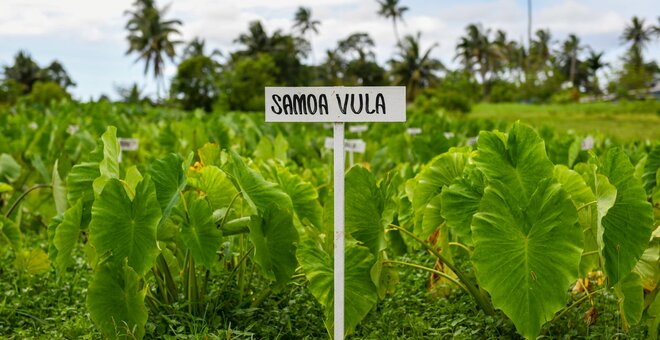 Crops in the Pacific Get a Boost to Withstand Climate Change