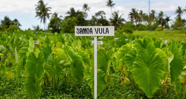 Crops in the Pacific Get a Boost to Withstand Climate Change