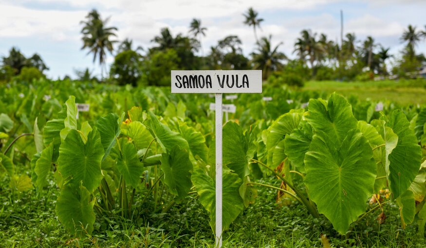 Crops in the Pacific Get a Boost to Withstand Climate Change