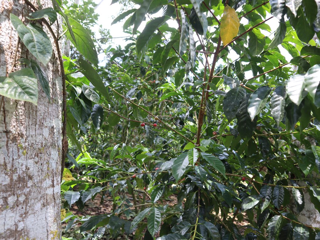 Coffee plant. (Photo: CATIE)