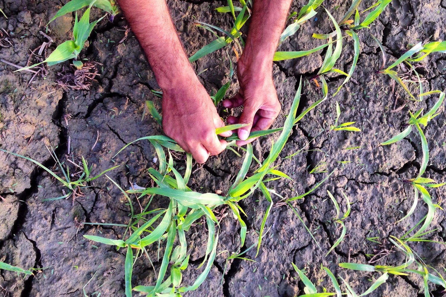 Farmer grappling with dropping water tables in Punjab, India. Photo credit: Simran Sethi