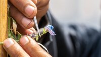 Close-up of man holding bean plant flower with forceps