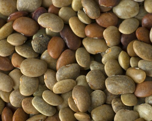 Horse gram
