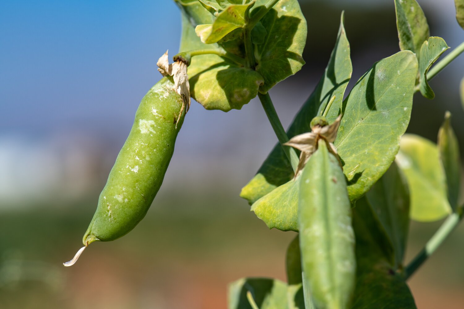 Pea | Accessions in the Seed Vault: 321 | Accessions in genebanks globally: 23,669 (Photo by Michael Major/Crop Trust)