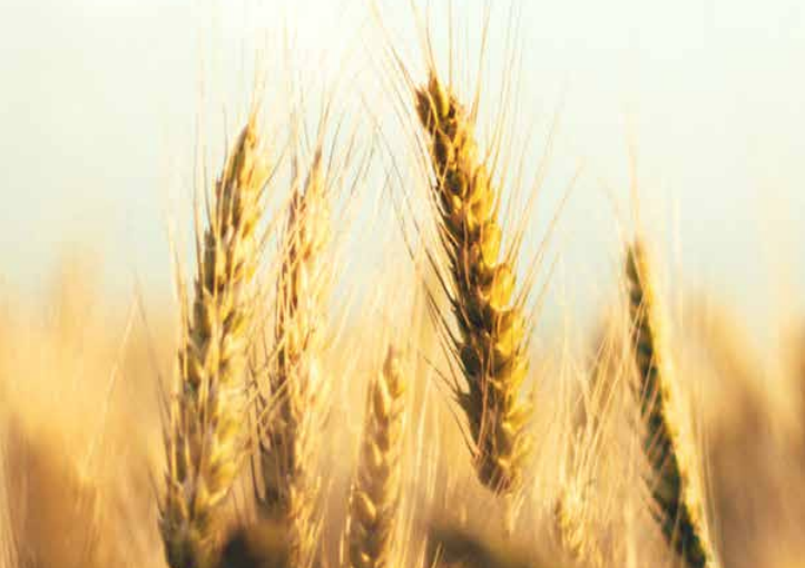 Crop Trust Logo & Branding