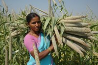 A farmer from India holds a part of her pearl millet harvest. Credit: ICRISAT