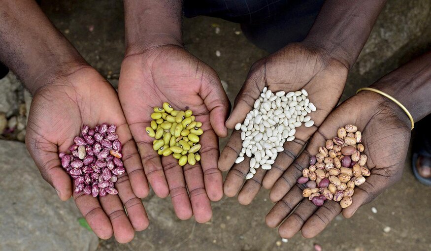 hands holding beans, Neil Palmer CIAT