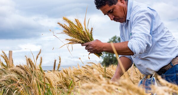 A field technician harvests wheat at CIMMYT's El Batan experimental station