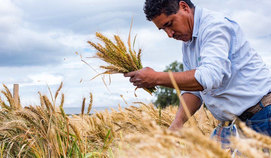 A field technician harvests wheat at CIMMYT's El Batan experimental station