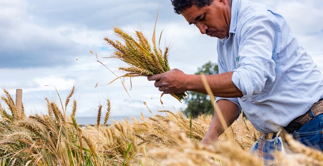 A field technician harvests wheat at CIMMYT's El Batan experimental station