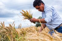 A field technician harvests wheat at CIMMYT's El Batan experimental station