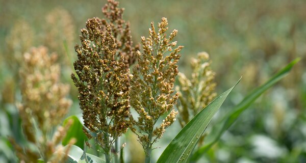 Sorghum near Kakemega County, Kenya. Photo: Michael Major/Crop Trust