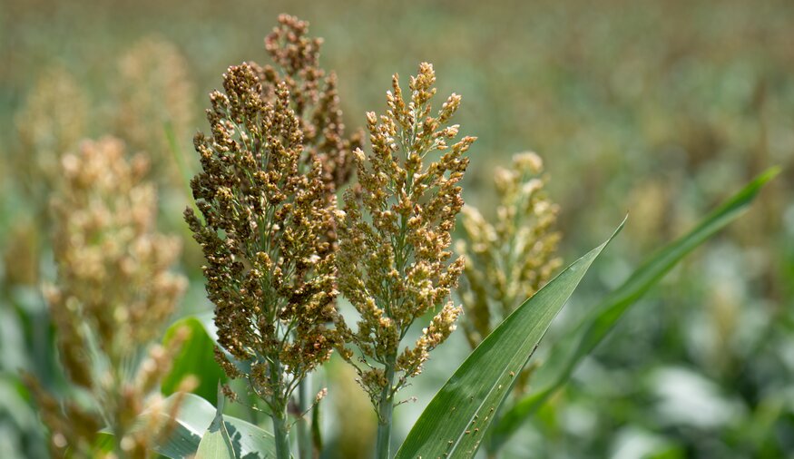 Sorghum near Kakemega County, Kenya. Photo: Michael Major/Crop Trust