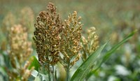 Sorghum near Kakemega County, Kenya. Photo: Michael Major/Crop Trust