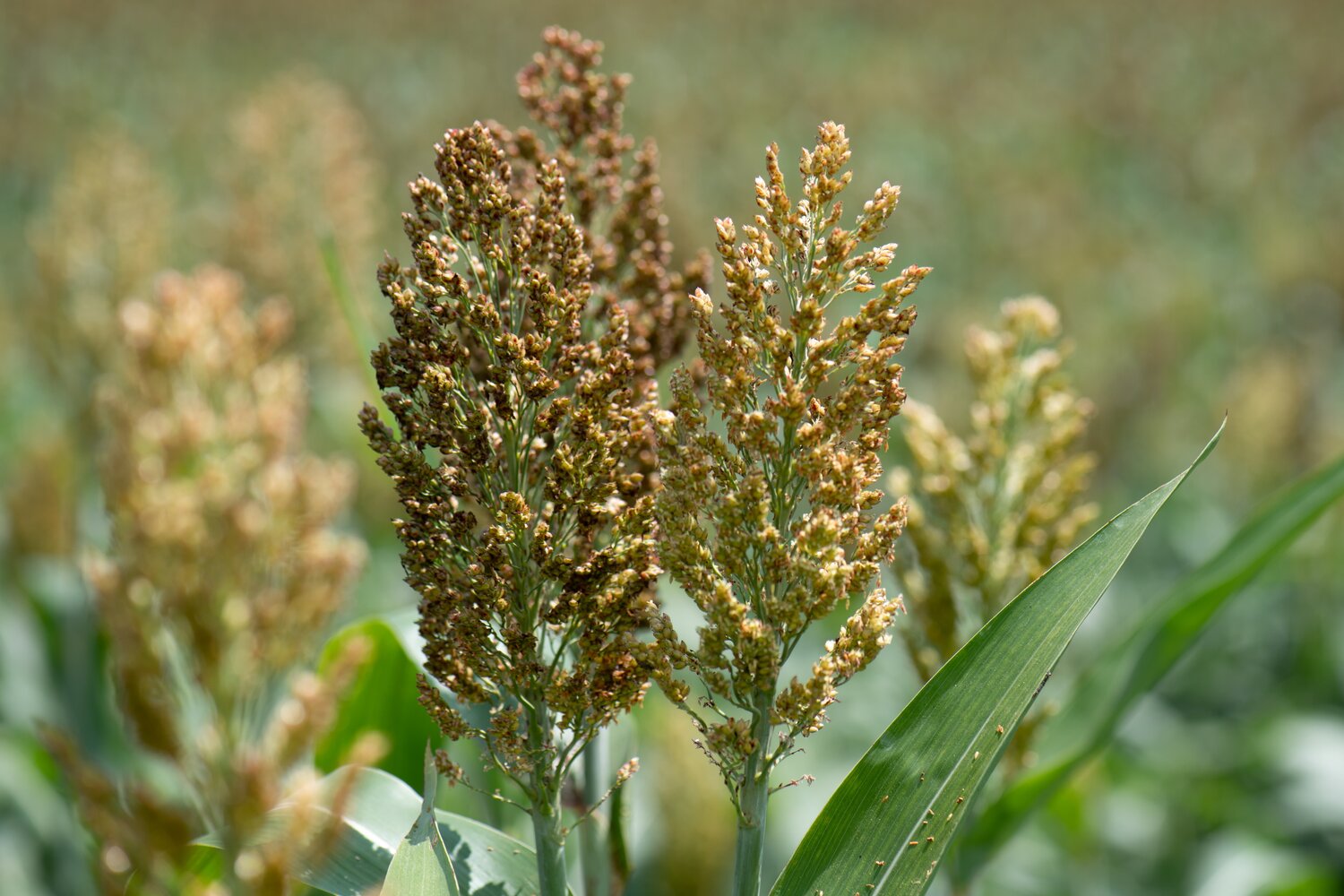 Sorghum near Kakemega County, Kenya. Photo: Michael Major/Crop Trust