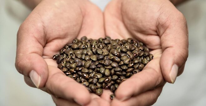 The Bermuda bean has evolved a root system that makes it more resistant to tropical storms. Photo: Neil Palmer/CIAT