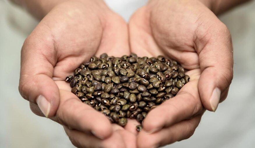 The Bermuda bean has evolved a root system that makes it more resistant to tropical storms. Photo: Neil Palmer/CIAT