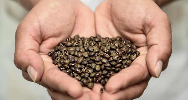 The Bermuda bean has evolved a root system that makes it more resistant to tropical storms. Photo: Neil Palmer/CIAT