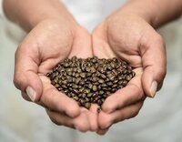 The Bermuda bean has evolved a root system that makes it more resistant to tropical storms. Photo: Neil Palmer/CIAT