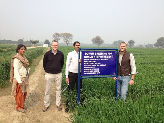 Partners of the Crop Wild Relatives project on durum wheat diversity from India, England, and ICARDA. Photo credit: Filippo M Bassi