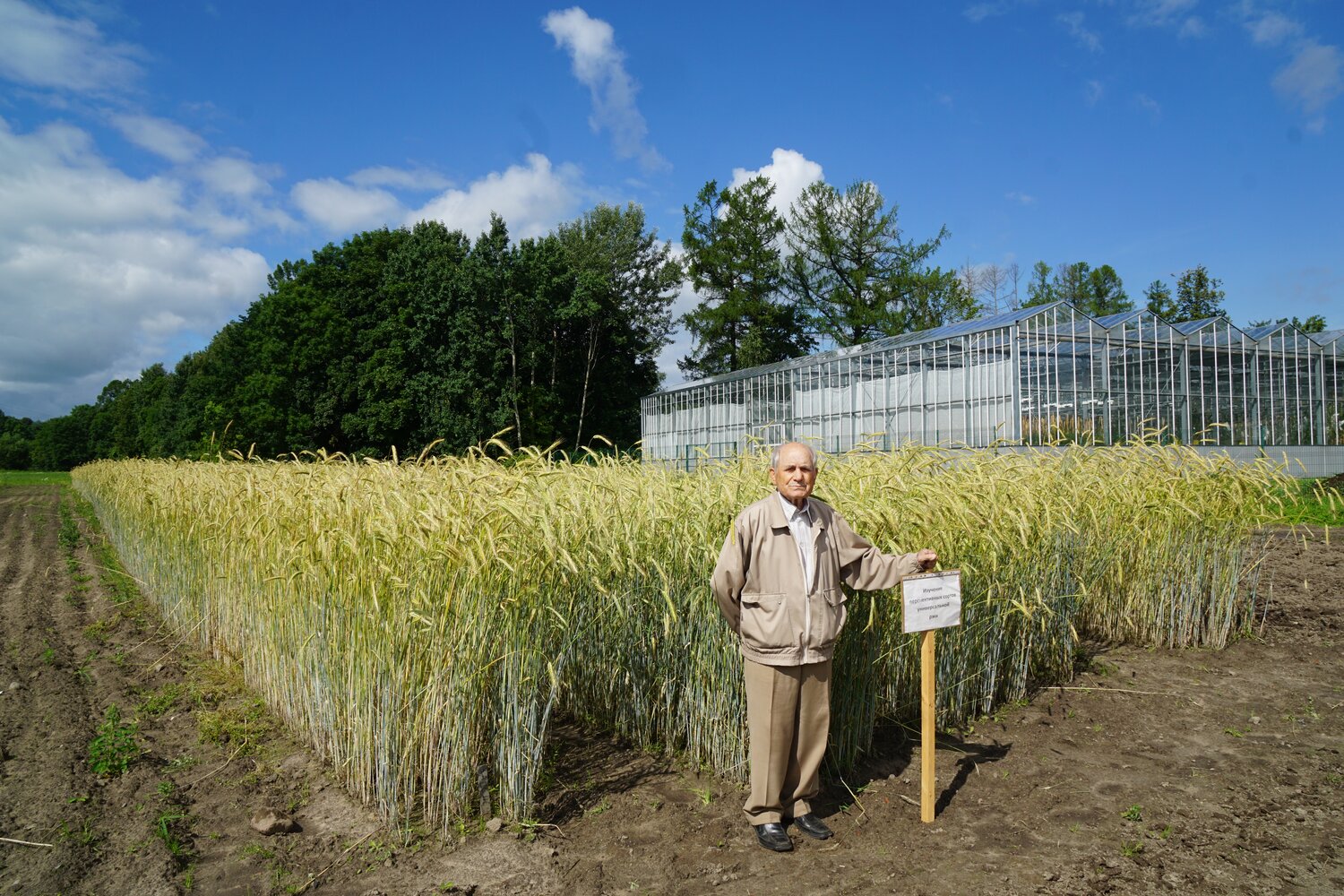 Prof. Vladimir Kobylyansky in front of field collection of his newly bred rye cultivars. 