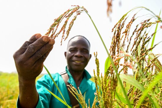 Field workers check the progress of rice growing at the AfricaRice campus in Mbe