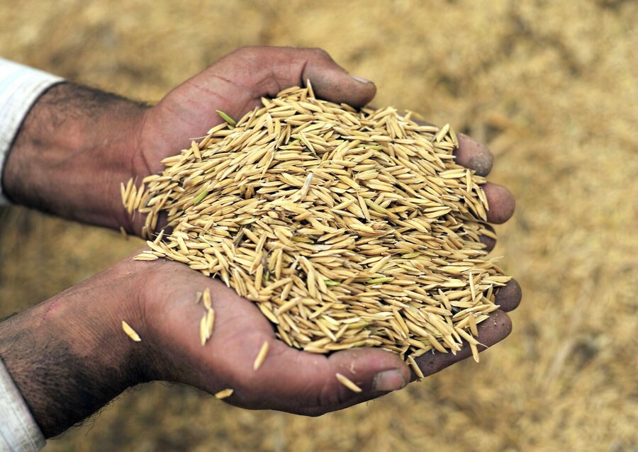 Hands holding wheat grains