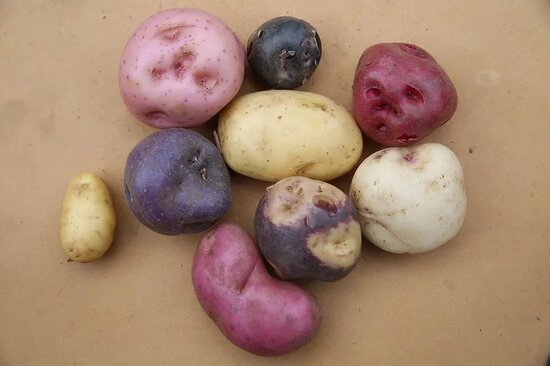 potatoes of different colours on surface