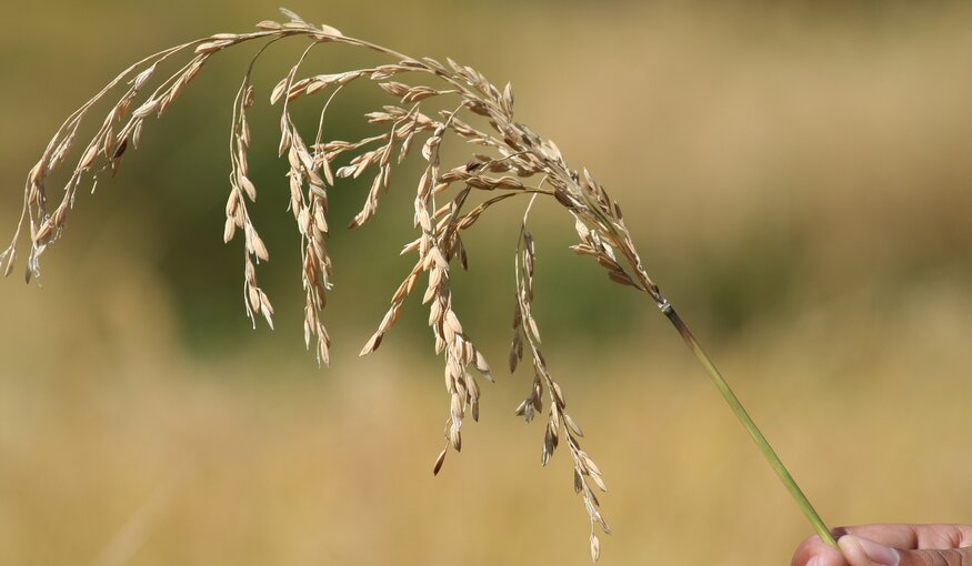 The future of agriculture relies on the diversity of crops found in the worlds crop collections.