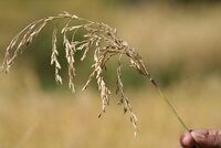The future of agriculture relies on the diversity of crops found in the worlds crop collections.