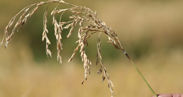 The future of agriculture relies on the diversity of crops found in the worlds crop collections.