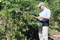 Man pruning bush