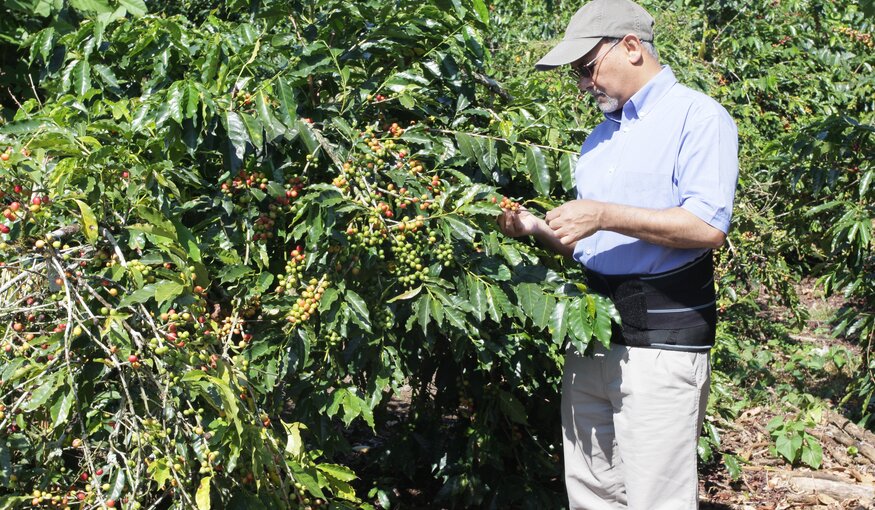 Man pruning bush