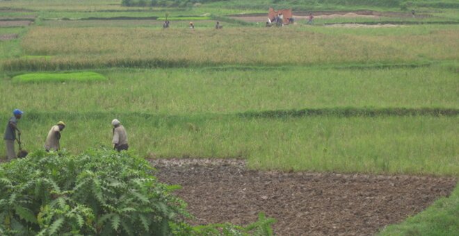 Africa Rice