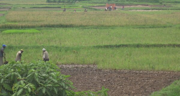 Africa Rice