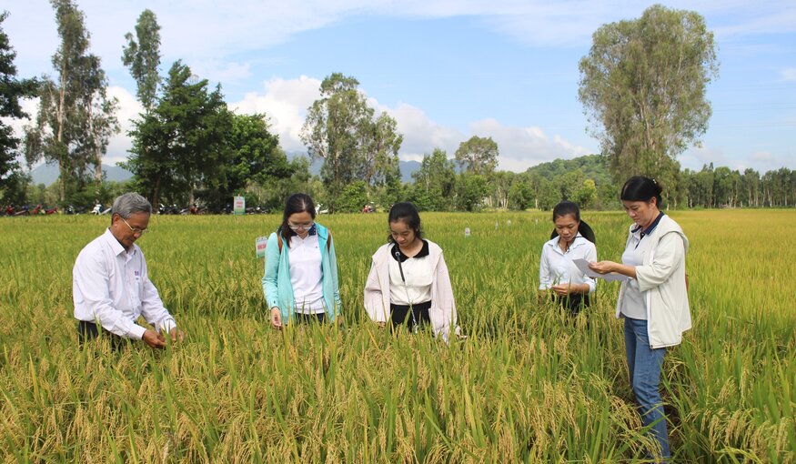New Rice Varieties to Help Vietnamese Farmers Future-proof Their Crop Against Climate Change