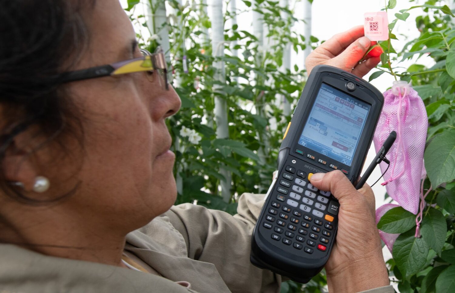 Woman cataloging data about crops.