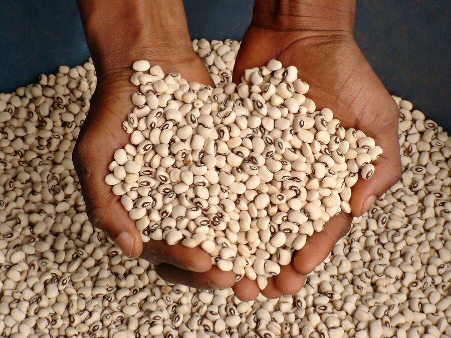 Cowpea