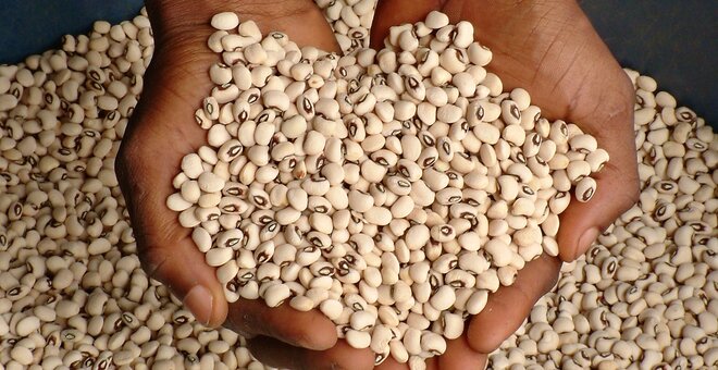 Cowpeas in Nigeria Can Trace Ancestry to Genebanks