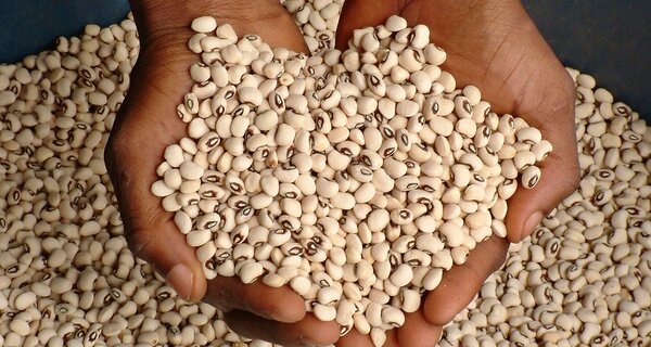 Cowpeas in Nigeria Can Trace Ancestry to Genebanks