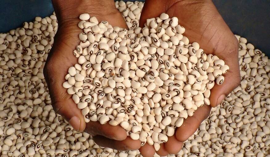 Cowpeas in Nigeria Can Trace Ancestry to Genebanks