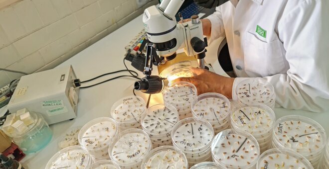Exchanging Crop Diversity Safely, the CGIAR Way