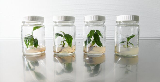 Crops in glass jars