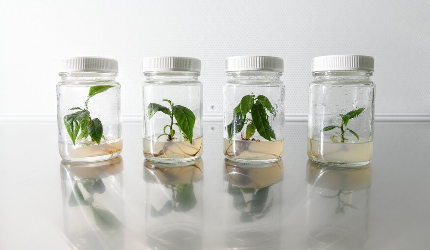 Crops in glass jars