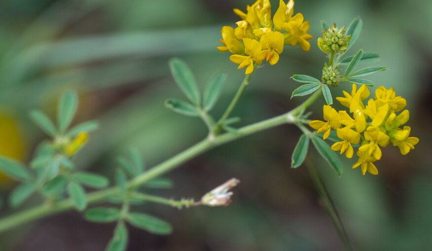 New Climate-Resilient Alfalfa Gives Hope to Drought-Stricken Farmers in Kazakhstan